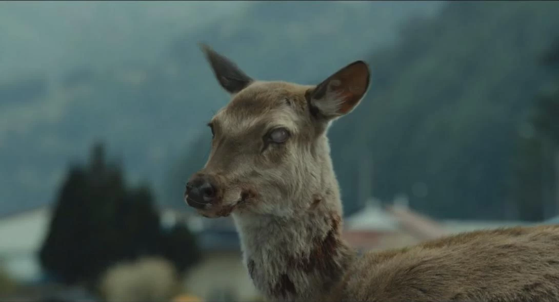 Σοκ: Ασθένεια μεταμορφώνει τα ελάφια σε «ζόμπι»- Φόβος να μην νοσήσουν άνθρωποι